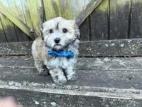 Cole, a male Shichon for sale in Springfield, MO – 2 of 9