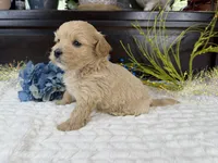 Jax, a male Havapoo for sale in Springfield, MO – 4 of 9
