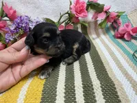 Lucey, a female Havanese for sale in Springfield, MO – 8 of 9