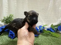 Scout, a male Havanese for sale in Springfield, MO – 3 of 7