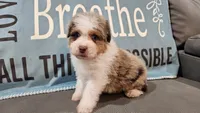 Toy size Clover blue eyes!!, a male Aussiedoodle for sale in Springfield, MO – 8 of 10