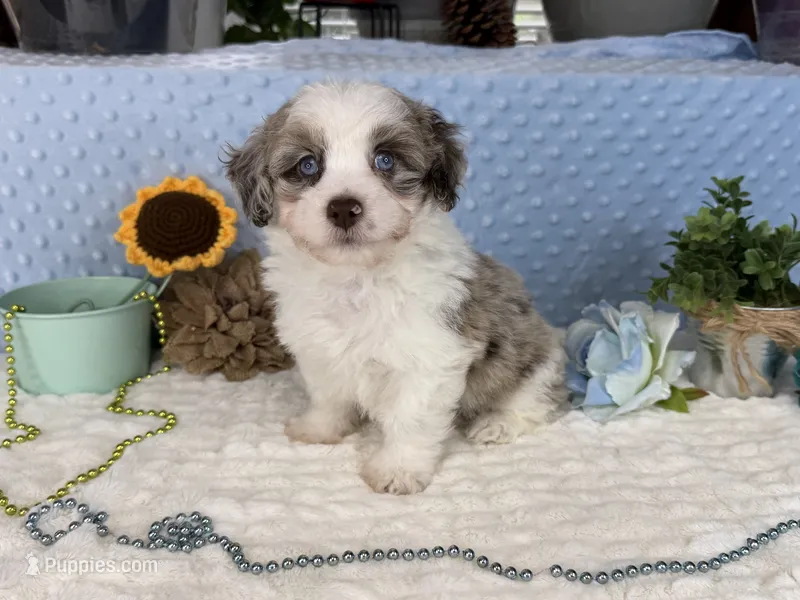 Toy size Caleb blue eyes !!! – Aussiedoodle puppy for sale in Springfield, MO