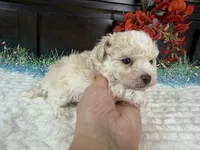 Keeton, a male Aussiedoodle for sale in Springfield, MO – 4 of 9