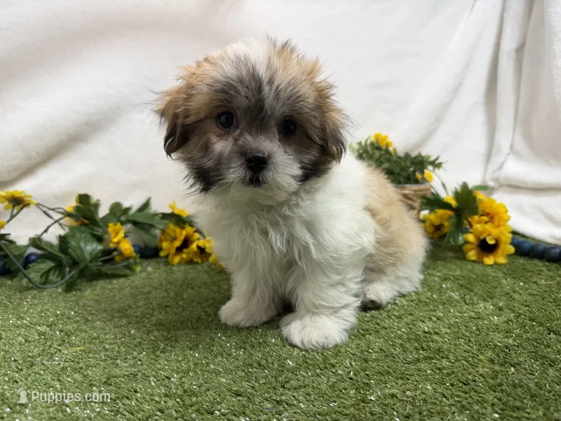 Trent – Mal Shi puppy for sale in Springfield, MO