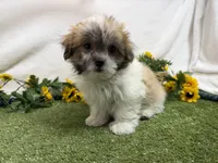 Trent, a male Mal Shi for sale in Springfield, MO – 1 of 10