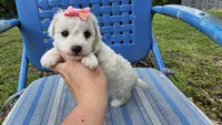 Cindy, a male Bichon Frise for sale in Springfield, MO – 3 of 8