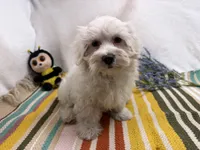 Rowen, a male Maltese for sale in Springfield, MO – 7 of 10