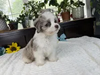 Toy size Caleb blue eyes !!!, a male Aussiedoodle for sale in Springfield, MO – 8 of 9