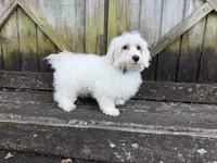 Rowen, a male Maltese for sale in Springfield, MO – 5 of 8