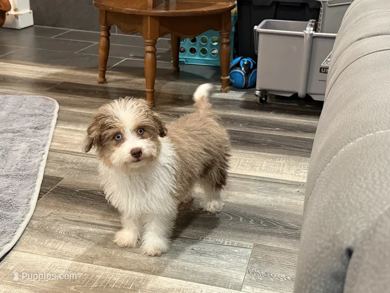 Toy size Clover blue eyes!! – Aussiedoodle puppy for sale in Springfield, MO