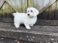 Rowen, a male Maltese for sale in Springfield, MO – 2 of 8