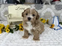 Isaiah , a male Havapoo for sale in Springfield, MO – 8 of 10