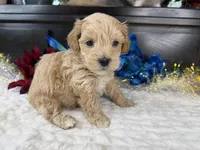 Jace, a male Havapoo for sale in Springfield, MO – 3 of 10