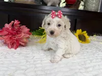 Eden, a female Aussiedoodle for sale in Springfield, MO – 1 of 8