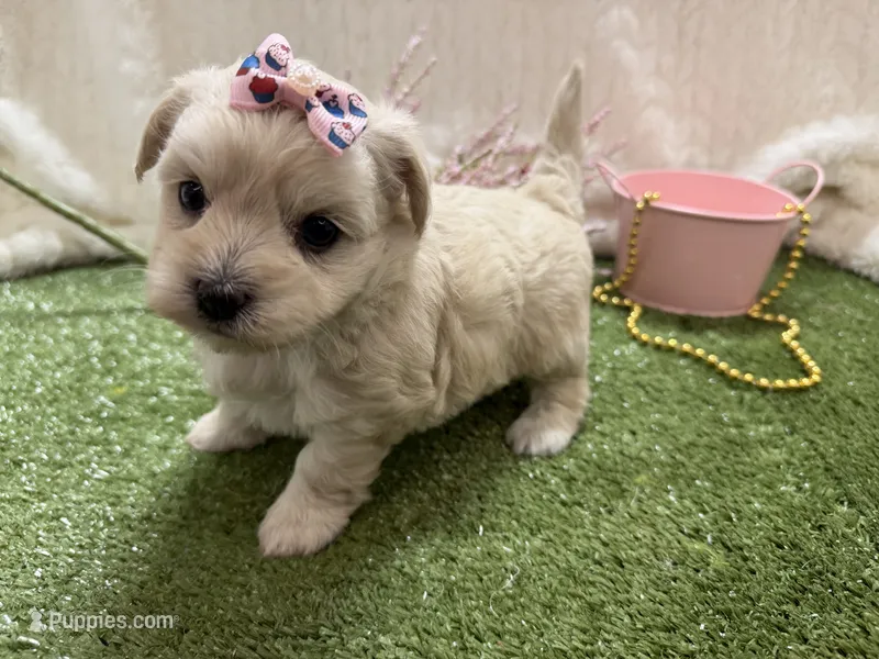 Monica – Havanese puppy for sale in Springfield, MO
