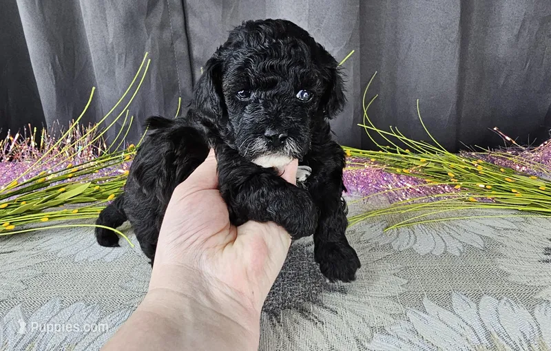 Tilly – Maltipoo puppy for sale in Springfield, MO
