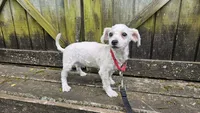 Duke, a male Bichon Frise for sale in Springfield, MO – 6 of 9