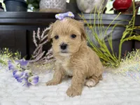 Birdie , a female Havapoo for sale in Springfield, MO – 2 of 8