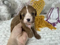 Zoe, a female Cavapoo for sale in Springfield, MO – 5 of 8