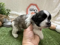 Lola, a female Shichon for sale in Springfield, MO – 2 of 8