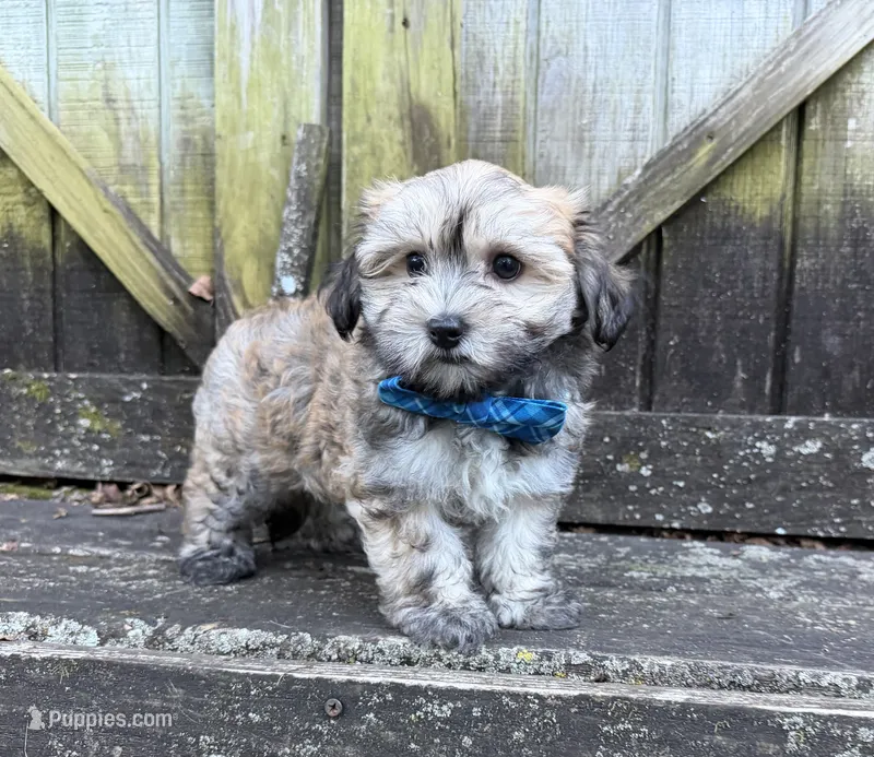 Cole – Shichon puppy for sale in Springfield, MO