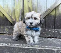 Cole, a male Shichon for sale in Springfield, MO – 1 of 9