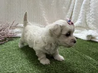 Monica, a female Havanese for sale in Springfield, MO – 8 of 8