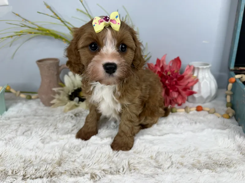 Zoe – Cavapoo puppy for sale in Springfield, MO