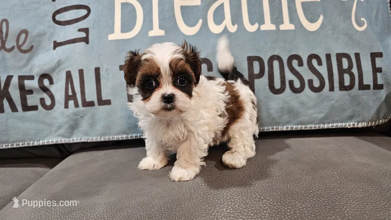 Tiny Charlie  – Shihpoo puppy for sale in Springfield, MO