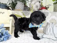 Isaac, a male Havapoo for sale in Springfield, MO – 6 of 10