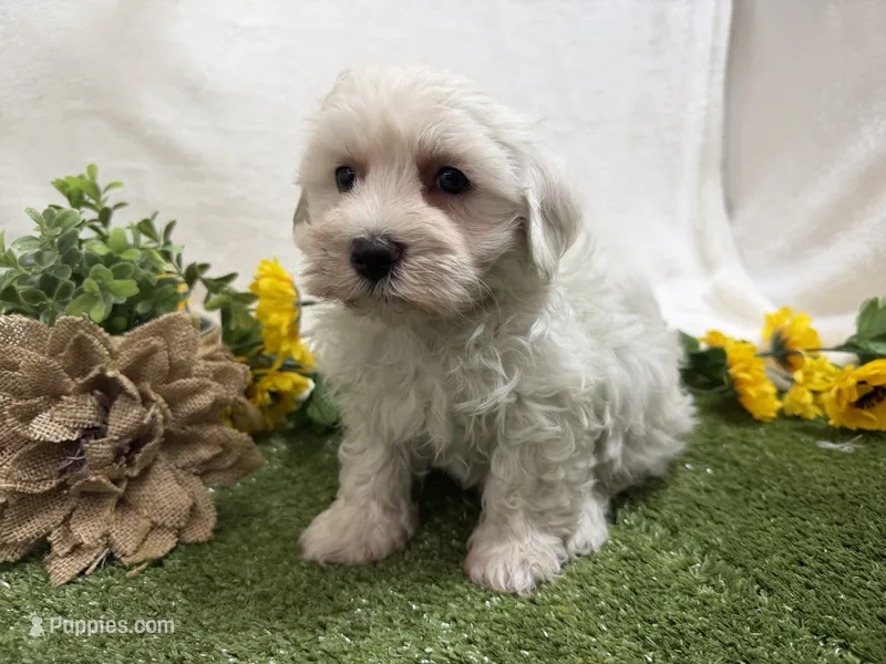 Rowen – Maltese puppy for sale in Springfield, MO