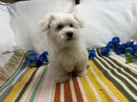 Ben, a male Maltese for sale in Springfield, MO – 6 of 8
