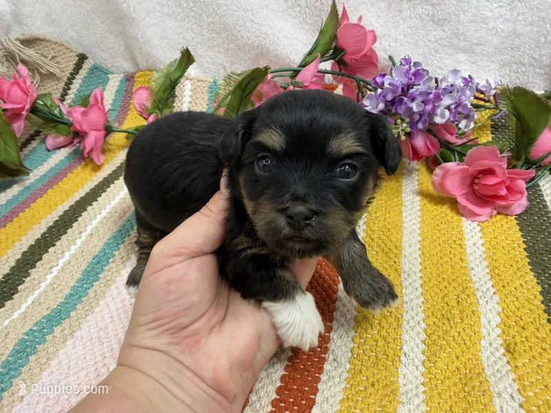 Lucey – Havanese puppy for sale in Springfield, MO
