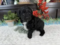 Nolan toy Aussiedoodle , a male Aussiedoodle for sale in Springfield, MO – 5 of 10