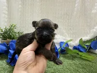 Scout, a male Havanese for sale in Springfield, MO – 5 of 7