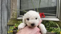 Nate, a male Bichon Frise for sale in Springfield, MO – 3 of 7