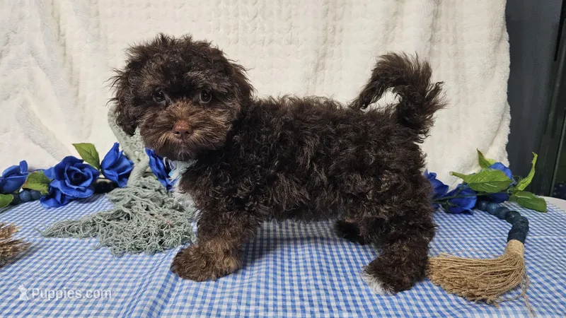 Theo – Havapoo puppy for sale in Springfield, MO