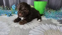 Theo, a male Havapoo for sale in Springfield, MO – Photo 10 of 10