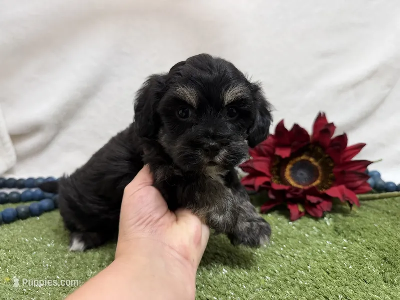 Dallas  – Havanese puppy for sale in Springfield, MO