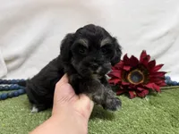 Dallas , a male Havanese for sale in Springfield, MO – 1 of 6
