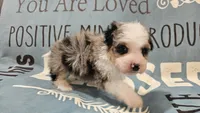 Toy size Conley blue eyes!!!, a male Aussiedoodle for sale in Springfield, MO – 6 of 10