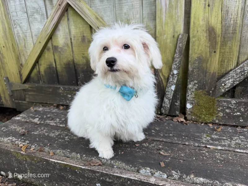 Ben – Maltese puppy for sale in Springfield, MO