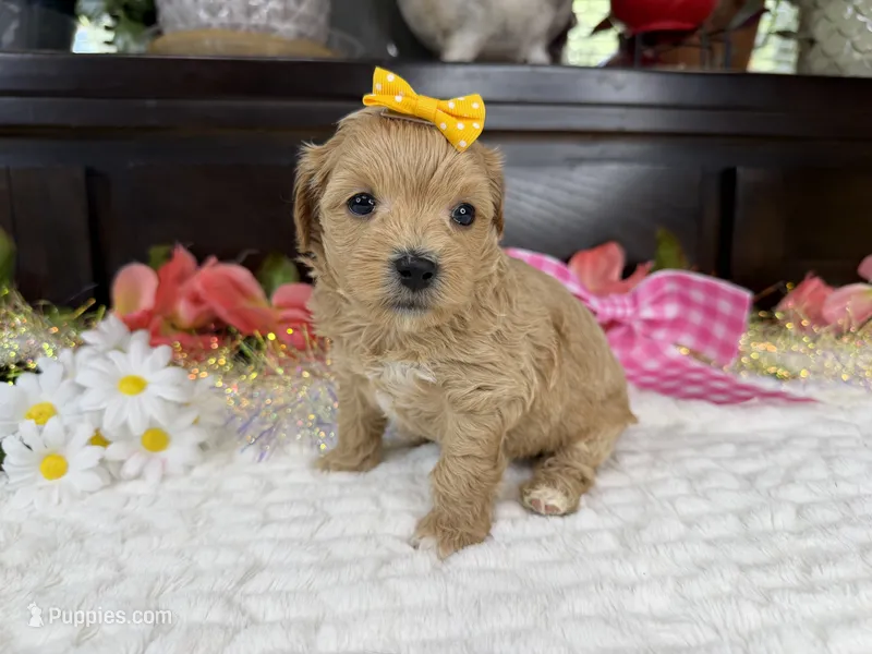Cassy – Havapoo puppy for sale in Springfield, MO