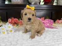 Cassy, a female Havapoo for sale in Springfield, MO – 1 of 10