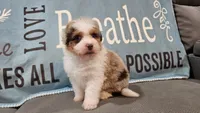 Toy size Clover blue eyes!!, a male Aussiedoodle for sale in Springfield, MO – 2 of 10