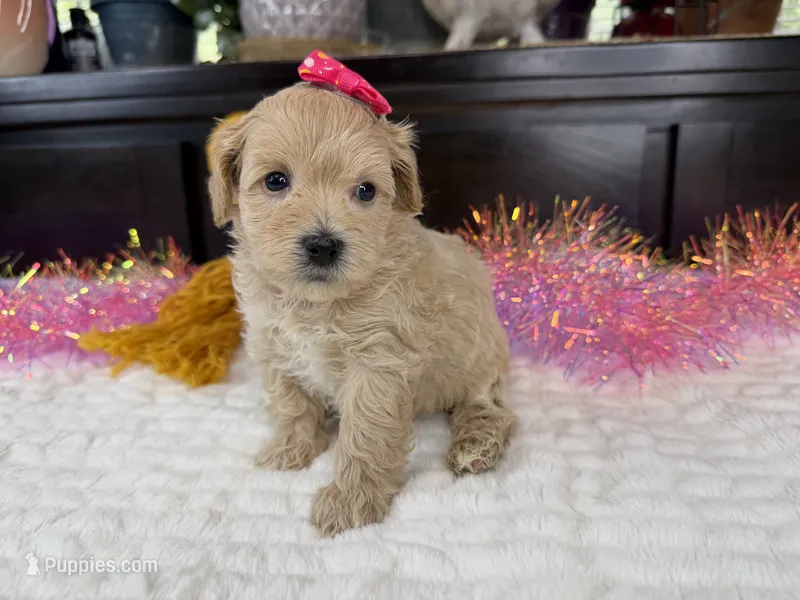 Angle – Havapoo puppy for sale in Springfield, MO