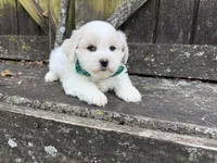 Teddy, a male Shichon for sale in Springfield, MO – 4 of 7
