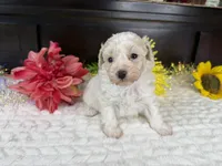 Eden, a female Aussiedoodle for sale in Springfield, MO – 2 of 8