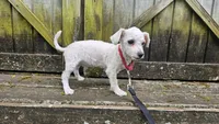 Duke, a male Bichon Frise for sale in Springfield, MO – 4 of 9
