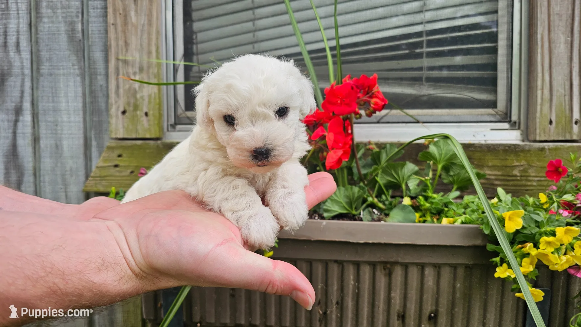 Nate, a male Bichon Frise for sale in Springfield, MO – 1 of 7